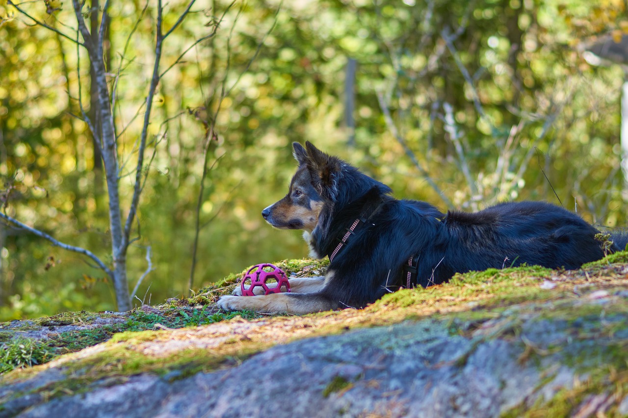 Understanding the Unique Features of the Lapphund